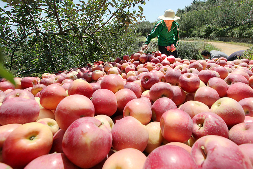 鲁甸苹果大丰收(资料图)。丁世新摄