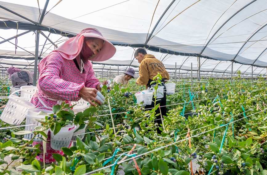 村民在蓝莓基地采摘蓝莓。周芋杉摄