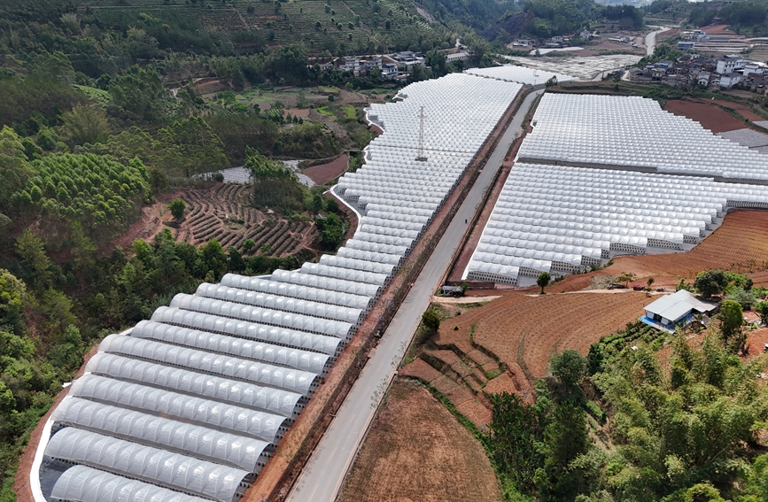 蓝莓种植基地航拍。周芋杉摄