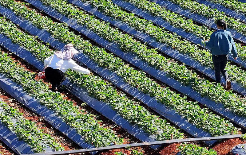 草莓采摘园。