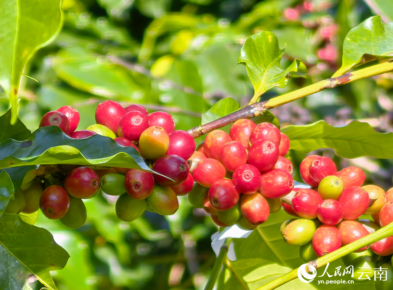 咖啡鲜果