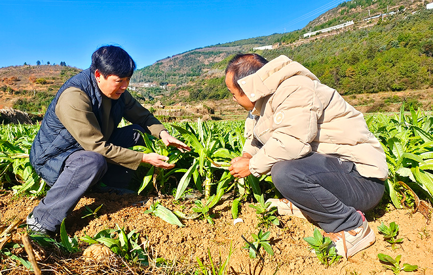 专家向种植户讲解管护要点。杨文虹摄