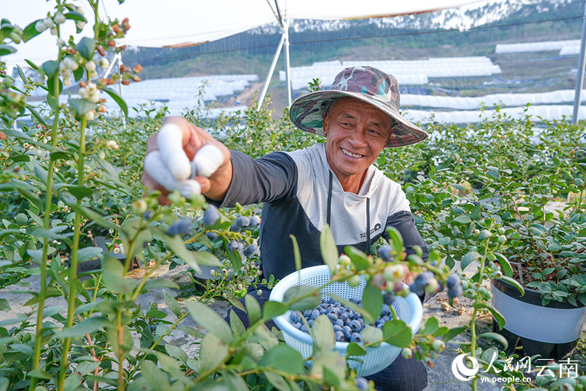 12月22日下午,云南省景谷县一蓝莓种植基地内,村民正在采摘蓝莓。人民网记者 虎遵会摄