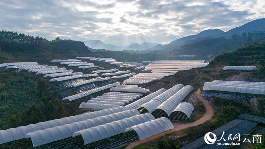 12月22日下午，航拍云南省景谷县的一处蓝莓种植基地。人民网记者 虎遵会摄