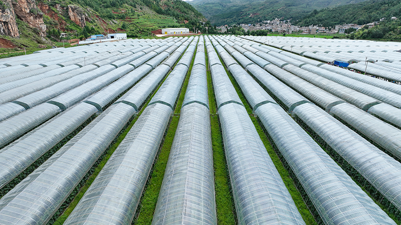 黄瓜种植基地。