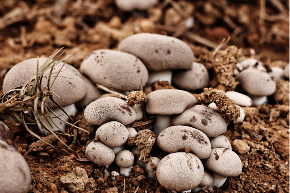 莲城镇团山堡首次试种林下灰虎掌菌