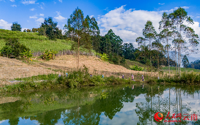 在景谷县景谷镇的一块甘蔗地里，蔗农们正在砍收甘蔗。人民网记者 虎遵会摄