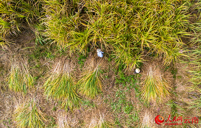 在景谷县景谷镇的一块甘蔗地里，蔗农们正在砍收甘蔗。人民网记者 虎遵会摄