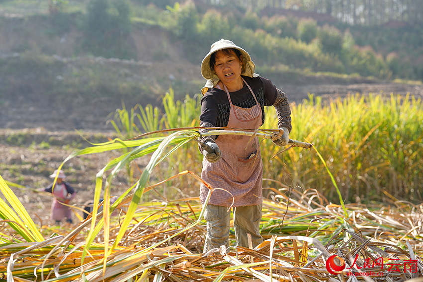 在景谷县景谷镇的一块甘蔗地里，蔗农正在砍收甘蔗。人民网记者 虎遵会摄