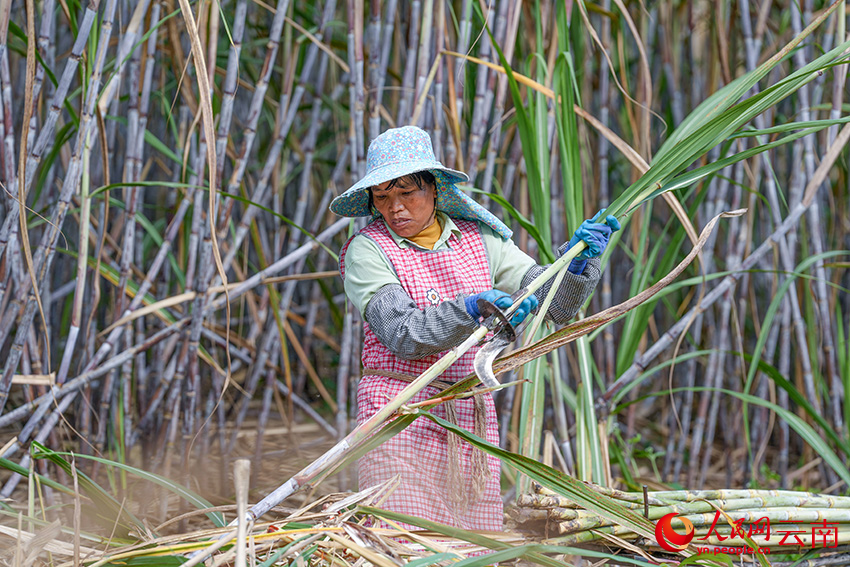 在景谷县景谷镇的一块甘蔗地里,蔗农正在砍收甘蔗。人民网记者 虎遵会摄