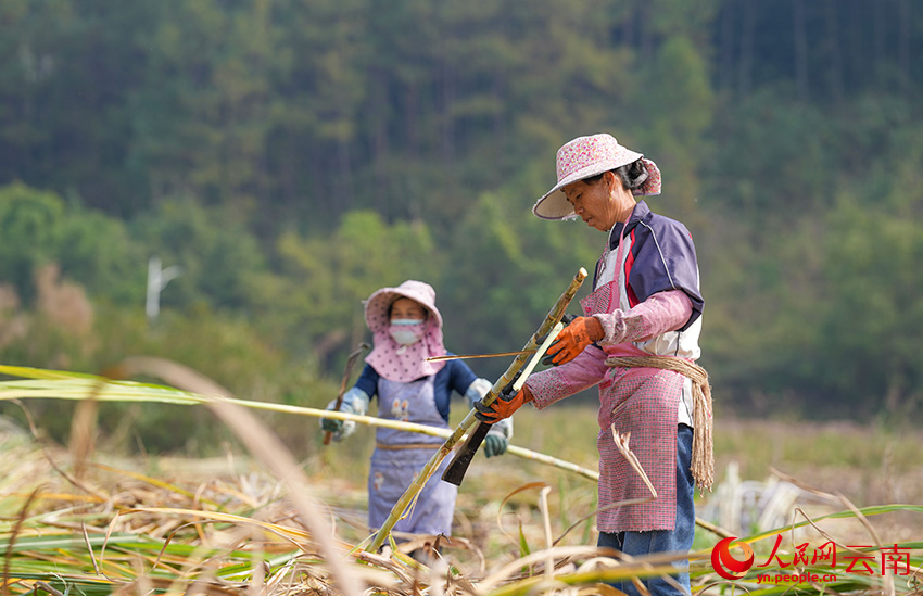 在景谷县景谷镇的一块甘蔗地里，蔗农正在砍收甘蔗。人民网记者 虎遵会摄
