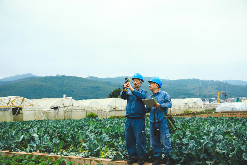 玉溪通海供电局工作人员到田间开展线路检查。