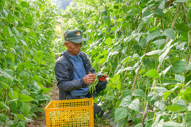 村民采收无筋豆。吴元皓摄
