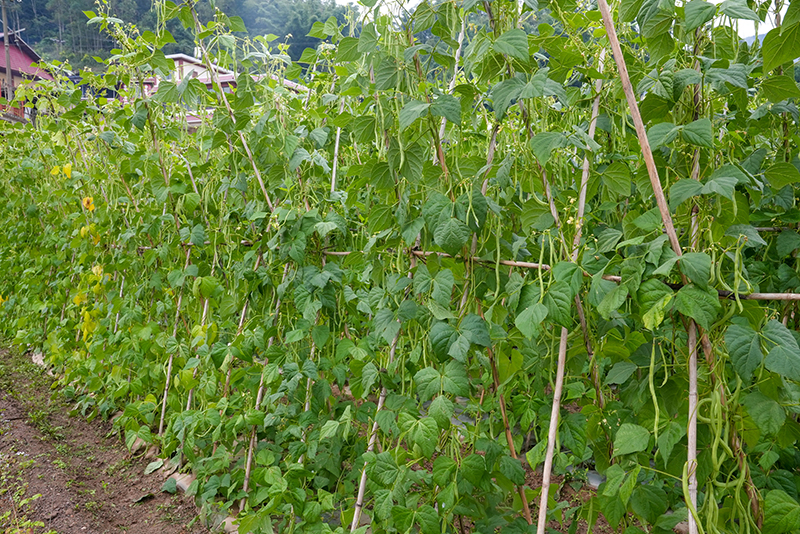 长势良好的无筋豆。吴元皓摄