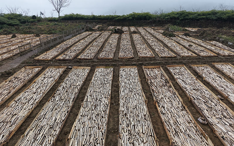 老街村民小组毛慈菇中药材种植基地。