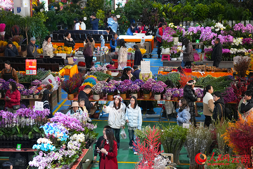 游客和市民在昆明斗南花市选购鲜花。人民网记者 李发兴摄