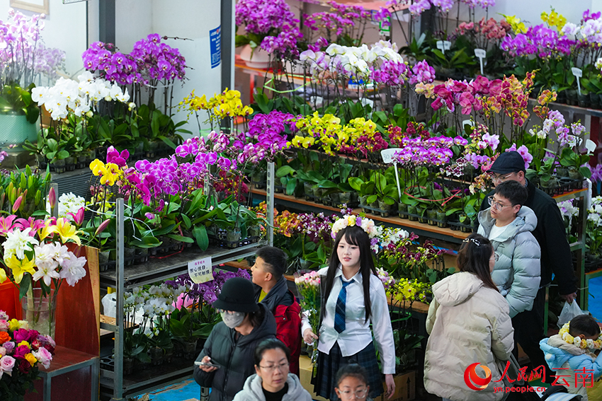 游客和市民在昆明斗南花市選購鮮花。人民網記者 李發興攝