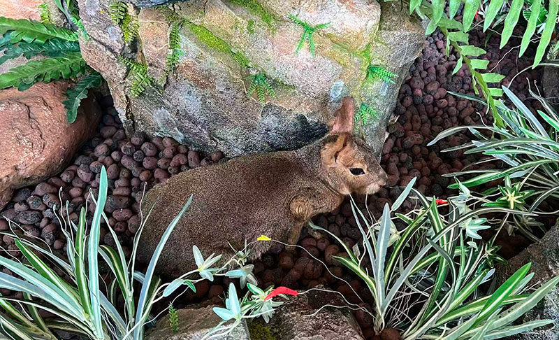 首批“入驻”的小动物。