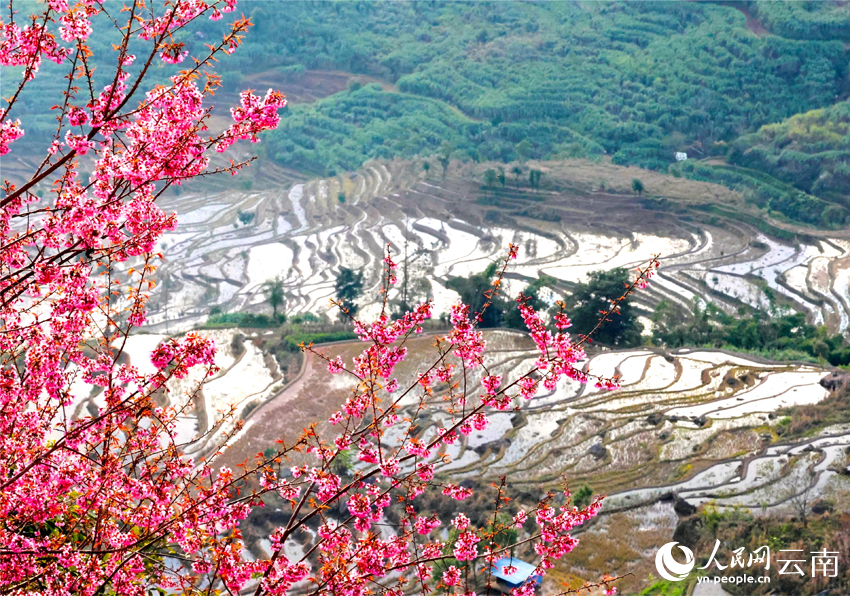 梯田边冬樱绽放。李娟摄