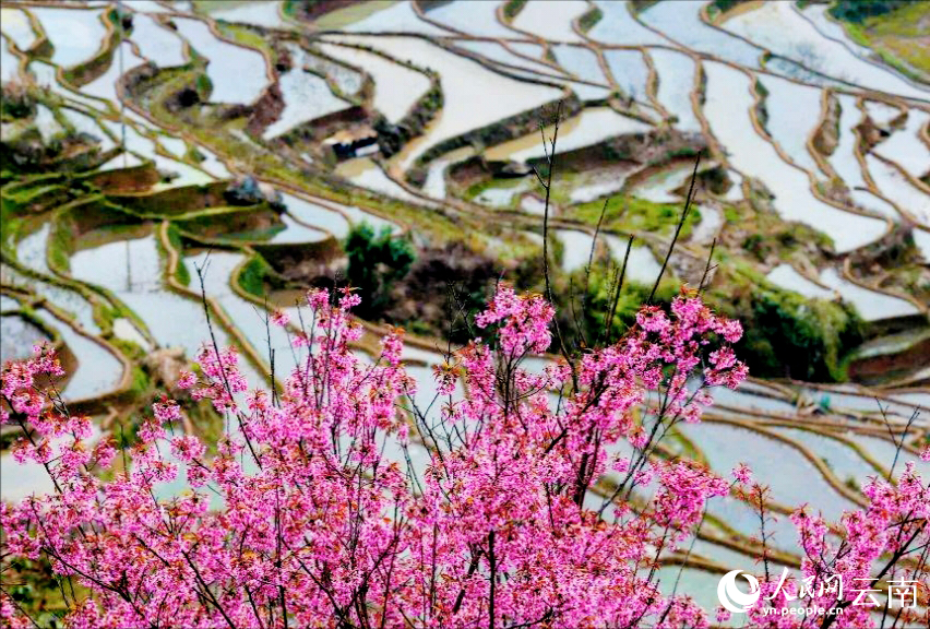 冬樱点缀在梯田边。李娟摄