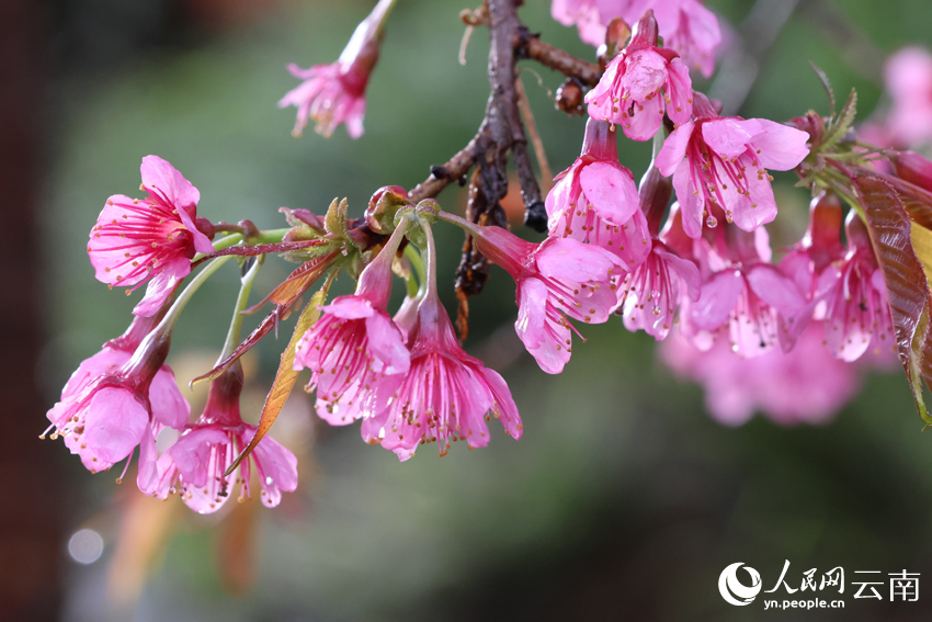 冬樱绽放。罗桂云摄