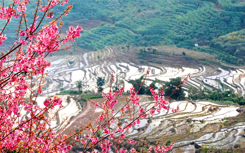 云南红河：冬樱点胭脂 梯田叠春色