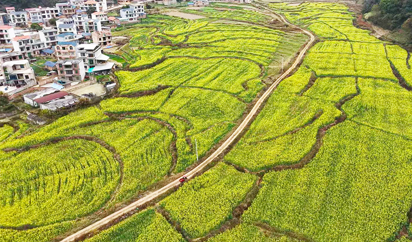 油菜花进入盛花期。广南县融媒体中心供图