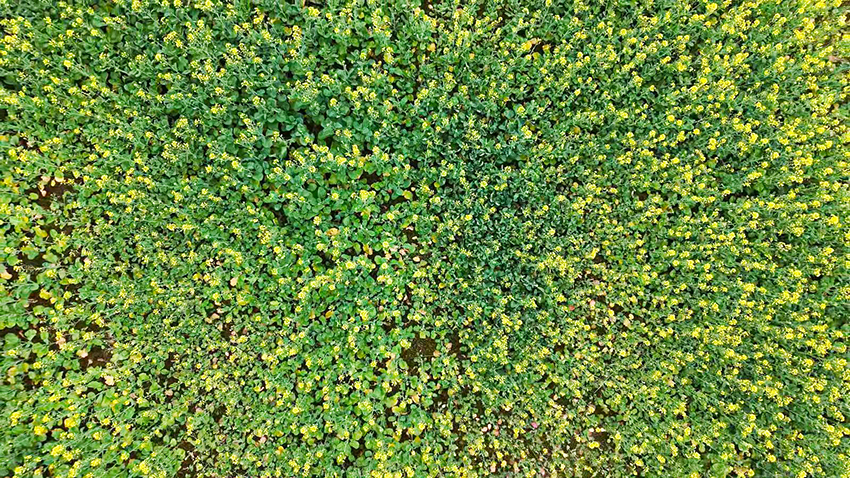 油菜花进入盛花期。广南县融媒体中心供图