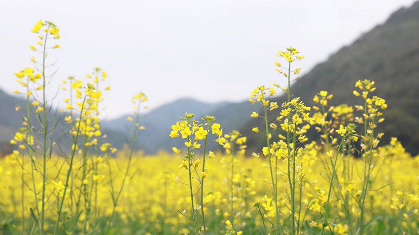 油菜花进入盛花期。广南县融媒体中心供图