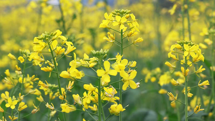 油菜花进入盛花期。广南县融媒体中心供图