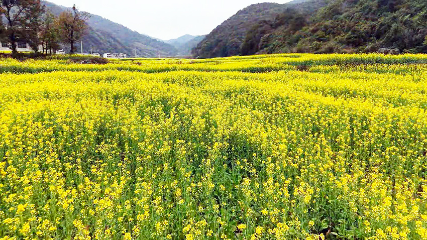 油菜花进入盛花期。广南县融媒体中心供图