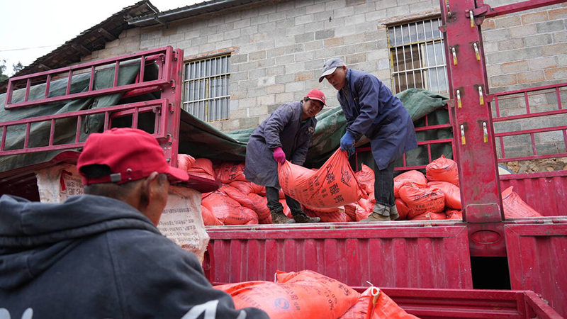 工作人员将群众赊销的化肥搬至农用车上。