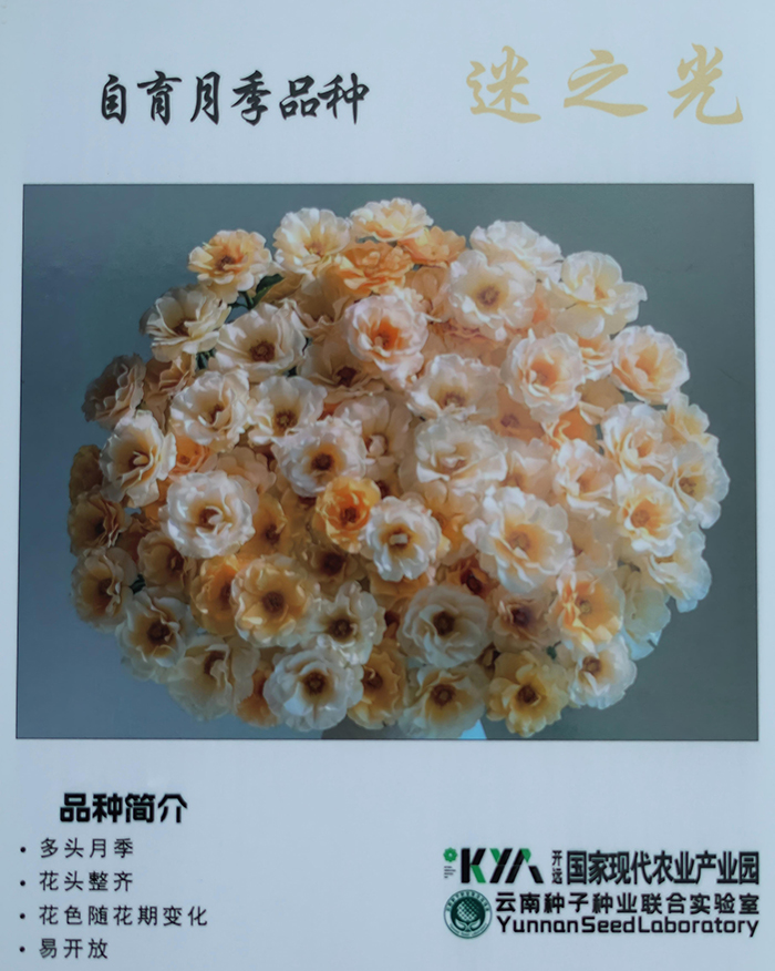 “花梨木”-李雪琼-摄-2026年1月5日