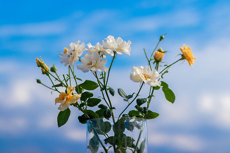 盛开的“花梨木”-李岚卿摄-2026年1月5日