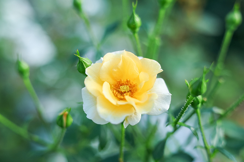 盛开的“花梨木”-李雪琼-摄-2026年1月5日