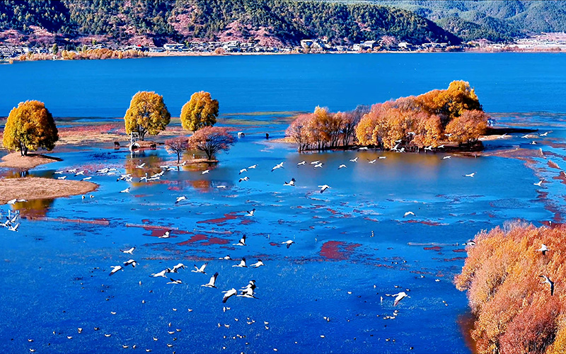 壁紙級美景！雲南麗江拉市海鶴影如畫