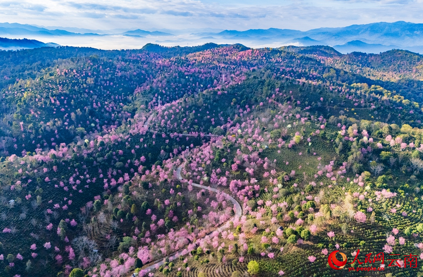 世界遺產地雲南景邁山冬櫻盛放。人民網記者 虎遵會攝
