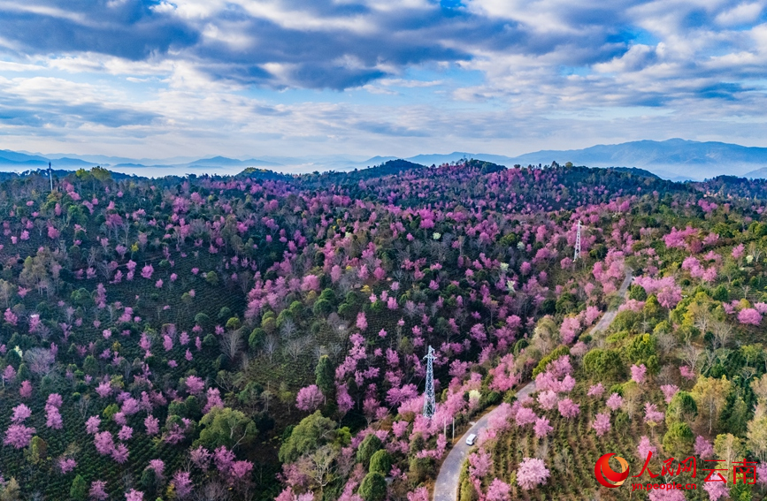 世界遺產地雲南景邁山冬櫻盛放。人民網記者 虎遵會攝