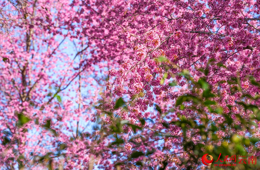 世界遺產地雲南景邁山冬櫻盛放。人民網記者 虎遵會攝