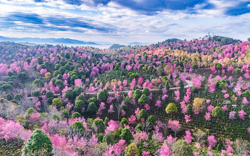 世界遺產地雲南景邁山冬櫻盛放 “春”意盎然