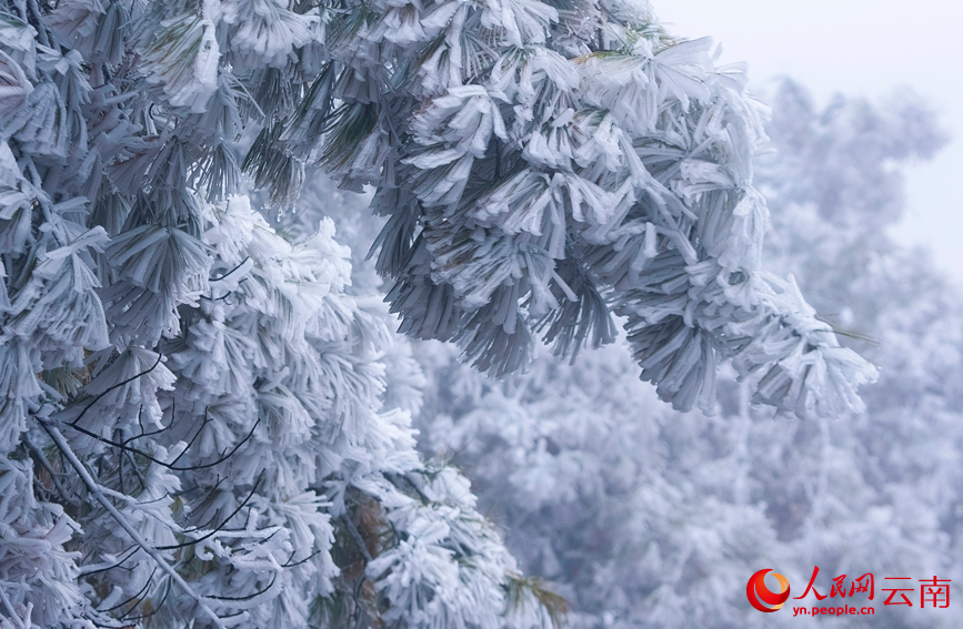 雲南澄江梁王山霧凇美成琉璃仙境。謝羅凱攝