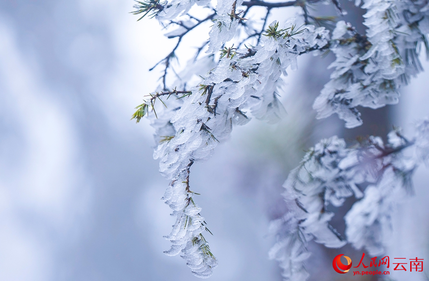 雲南澄江梁王山霧凇美成琉璃仙境。謝羅凱攝