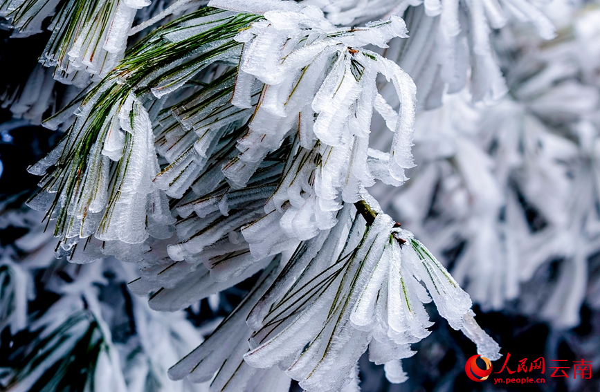 雲南澄江梁王山霧凇美成琉璃仙境。謝羅凱攝