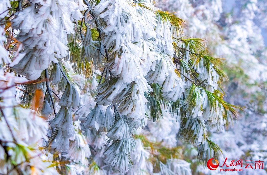 雲南澄江梁王山霧凇美成琉璃仙境。謝羅凱攝