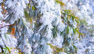 雲南澄江梁王山霧凇美成琉璃仙境