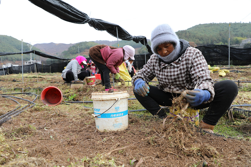 工人正在采收独蒜兰3。2026年1月5日摄。