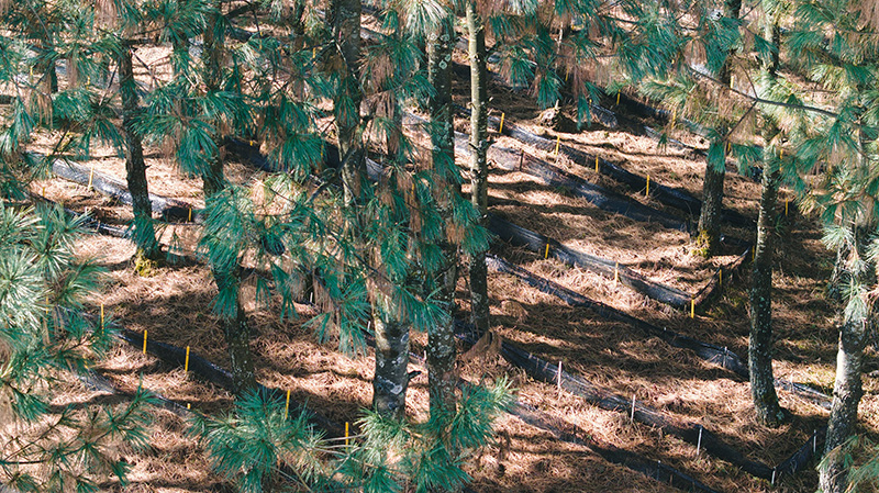 独蒜兰林下种植基地。2026年1月5日。-(1)