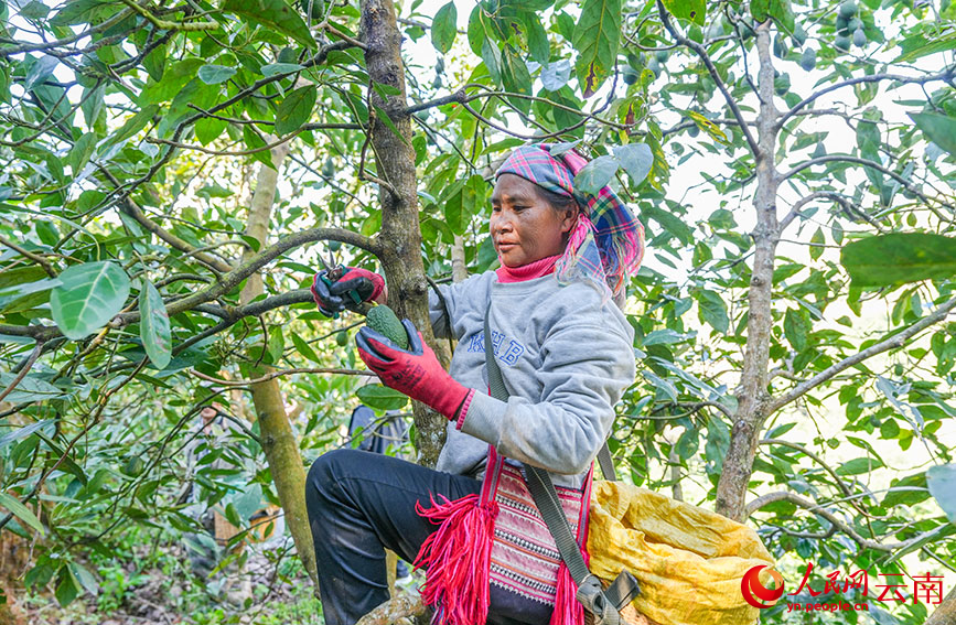 果农正在采摘牛油果。人民网记者 虎遵会摄