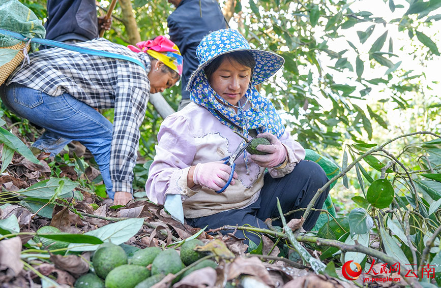 果农正在采收牛油果。人民网记者 虎遵会摄