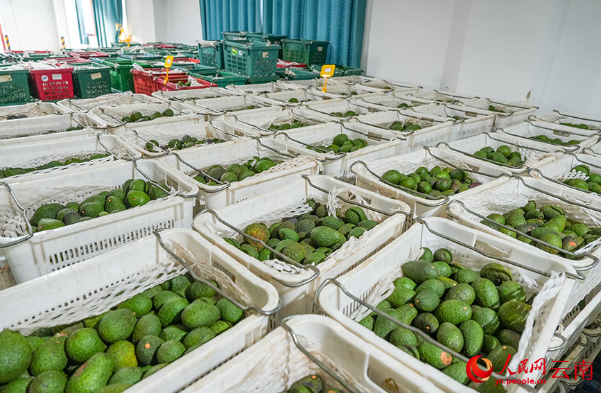 采摘后等待分拣的牛油果。人民网记者 虎遵会摄